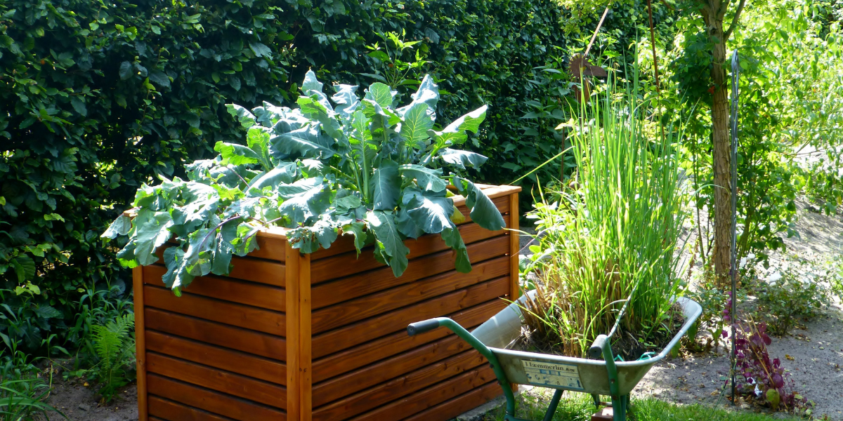Raised Beds